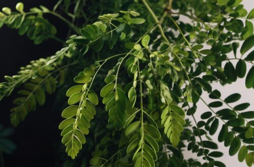 medical plants