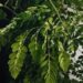 medical plants
